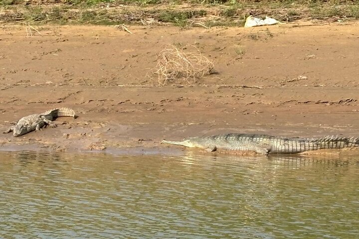 Aventure Safari Crocodiles Chambal avec Transferts à l'Hôtel