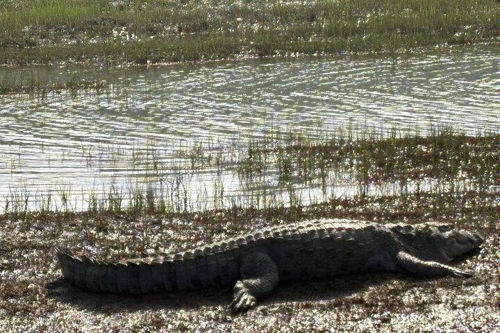 Aventure Safari Crocodiles Chambal avec Transferts à l'Hôtel