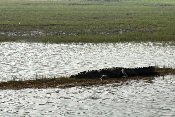 Aventure Safari Crocodiles Chambal avec Transferts à l'Hôtel