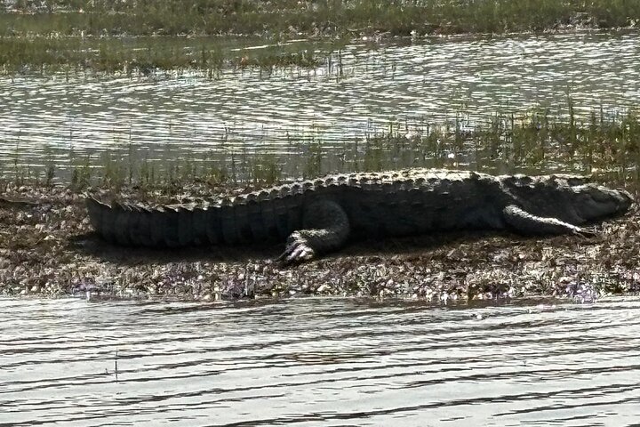Aventure Safari Crocodiles Chambal avec Transferts à l'Hôtel