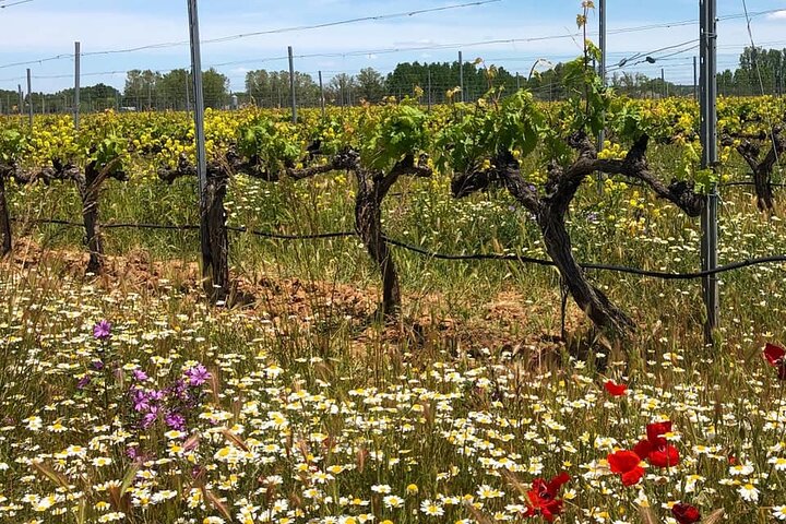 Aranda del Duero : Bezoek aan een wijngaard en wijnproeverij