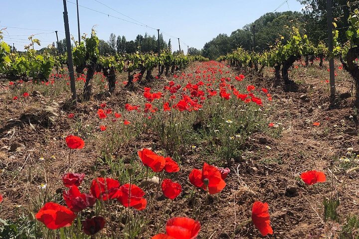 Aranda del Duero : Bezoek aan een wijngaard en wijnproeverij