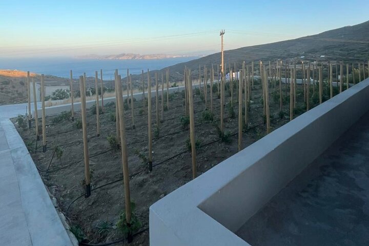 Vinprovning i Tinos: Havsutsikt Terrass Tour & Sommelier Guide