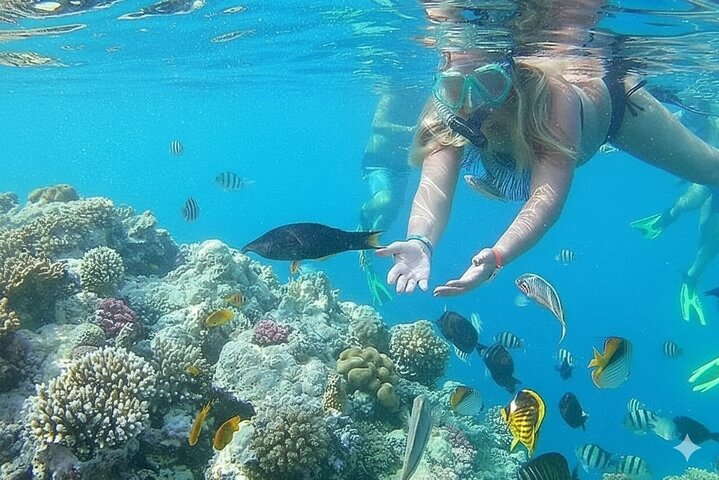 Sharm El Naga Journée complète de plongée avec tortues et déjeuner – Hurghada