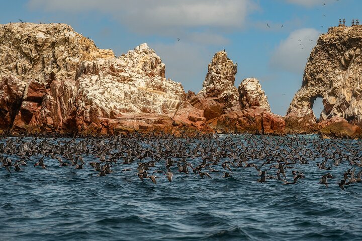 Paracas National Reserve: Privat strandtur från Pisco 3 timmar