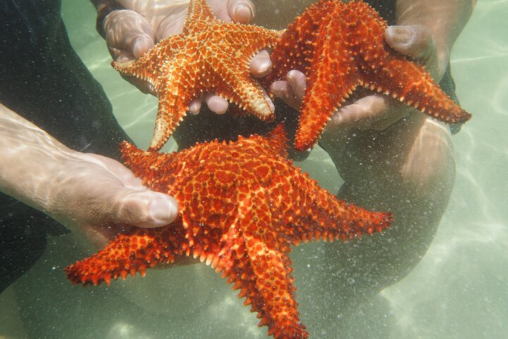 PRIVATE 4Stop Tour: Stingray, Snorkeling, Starfish & 7 Mile Beach