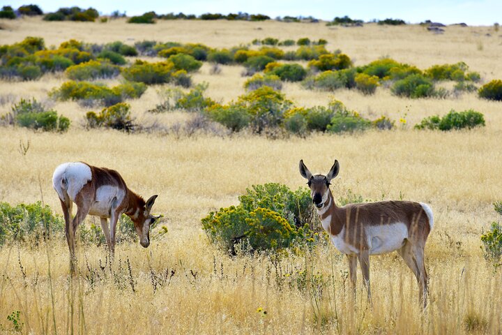 Antelope Island Wildlife Expeditie Geweldig Salt Lake Avontuur