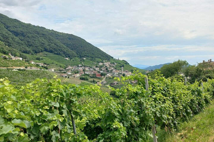 Dagtrip naar Prosecco Hills vanuit Venetië & Treviso : 2 wijnhuizen