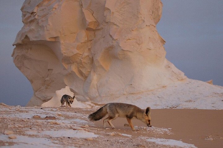 2 - Dag Bahariya Oasis Witte en Zwarte Overnachting Camping Jeep Tour