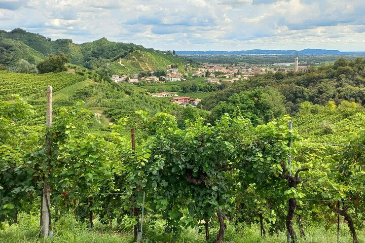 Dagtrip naar Prosecco Hills vanuit Venetië & Treviso : 2 wijnhuizen