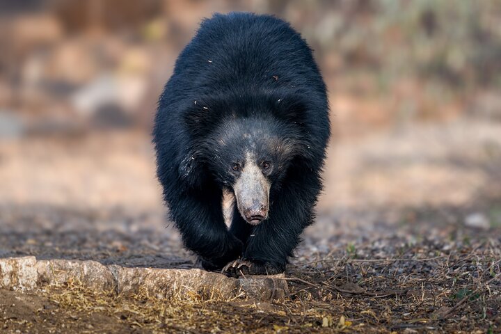 Parc national Wilpattu Safari d'une journée (privé et tout compris)