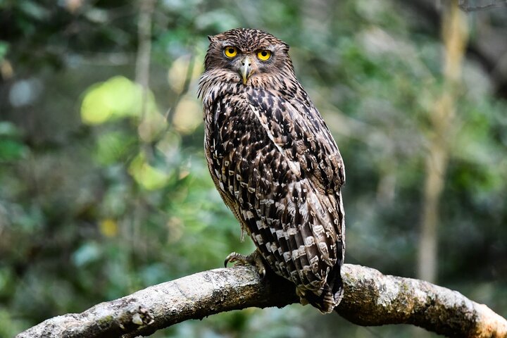 Parc national Wilpattu Safari d'une journée (privé et tout compris)