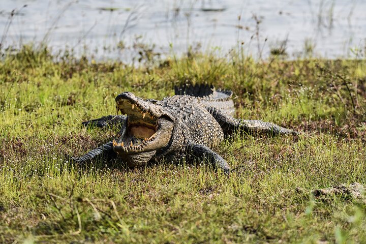 Parc national Wilpattu Safari d'une journée (privé et tout compris)