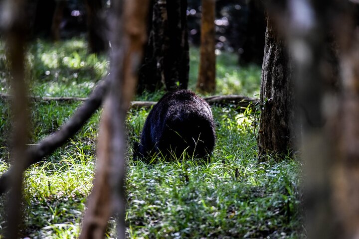 Parc national Wilpattu Safari d'une journée (privé et tout compris)