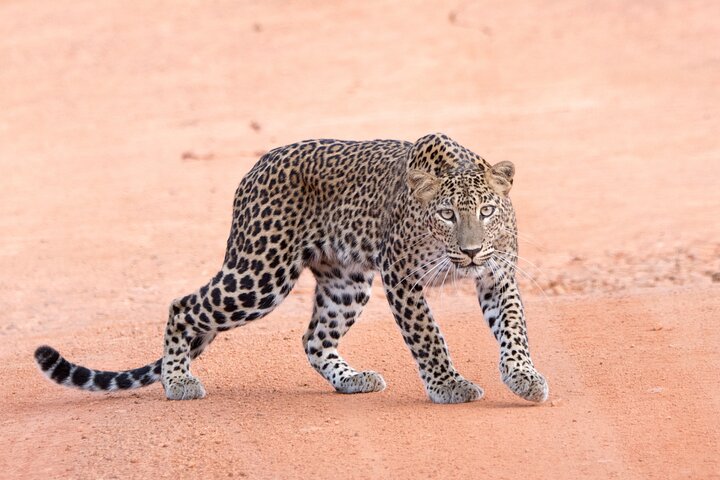 Parc national Wilpattu Safari d'une journée (privé et tout compris)
