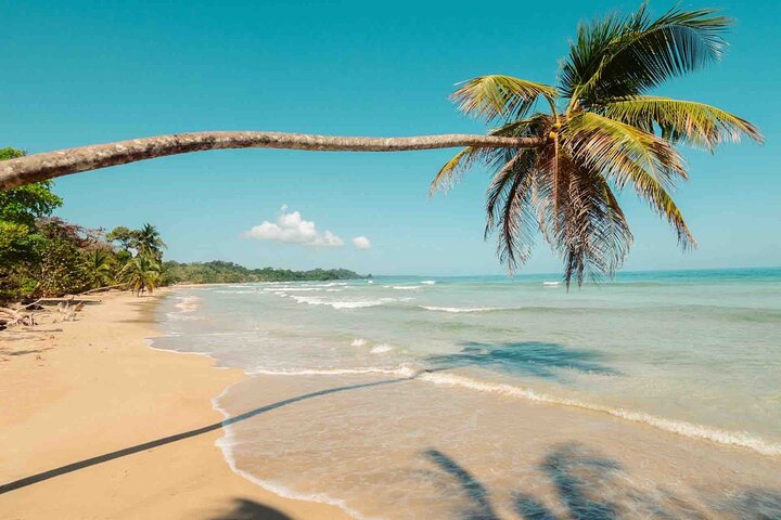 Bocas Del Toro Dolphin Bay, Chokladfarm och Snorkeltur