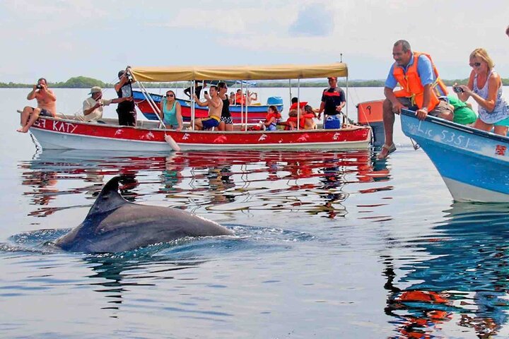 Bocas Del Toro Dolphin Bay, Chokladfarm och Snorkeltur