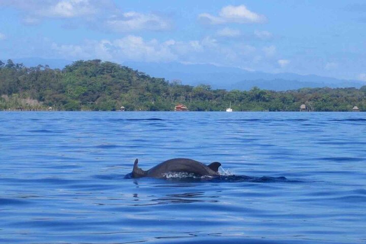 Bocas Del Toro Dolphin Bay, Chokladfarm och Snorkeltur