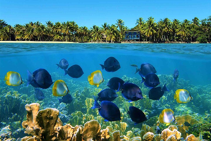 Bocas Del Toro Dolphin Bay, Chokladfarm och Snorkeltur