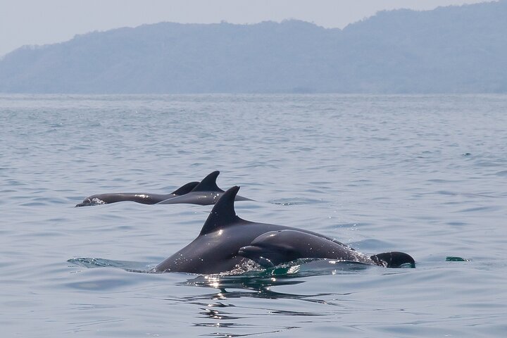 Tortuga Insel Schnorchelboot Tour von Santa Teresa Costa Rica