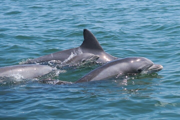 Crucero privado de 12 pasajeros por el océano y la bahía