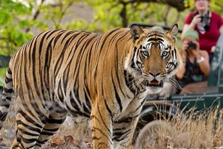 Safari Ranthambore avec Canter ou Gypsi