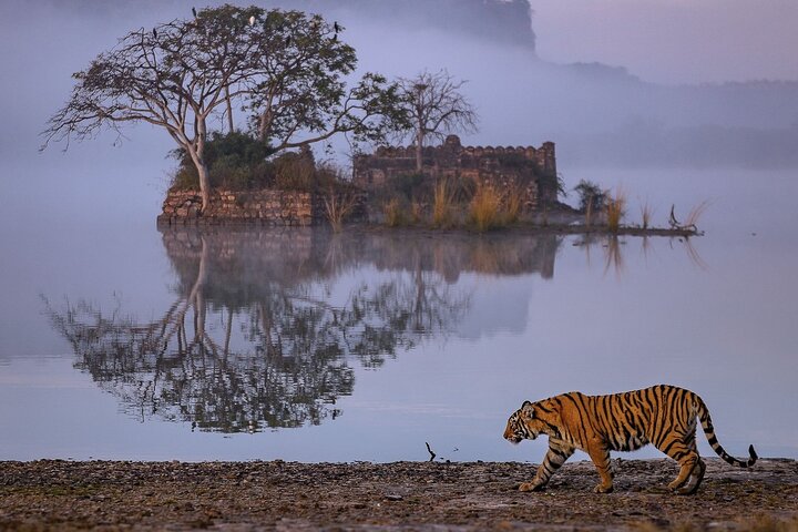 Safari Ranthambore avec Canter ou Gypsi