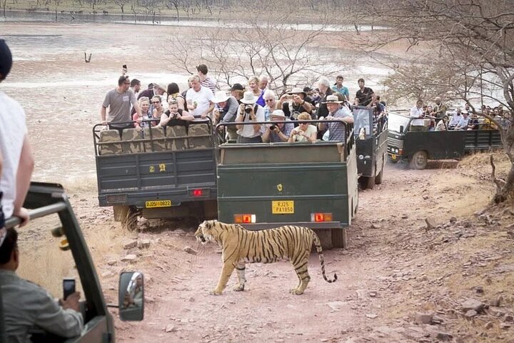 Safari Ranthambore avec Canter ou Gypsi