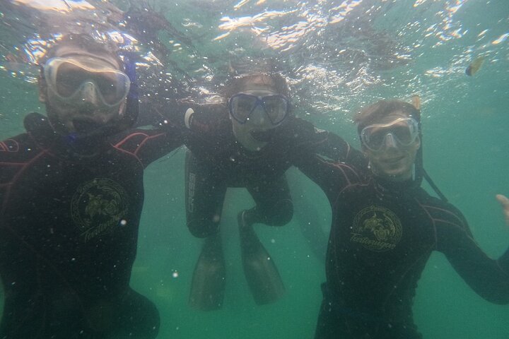Begeleid snorkelen met foto's in Turtle Paradise