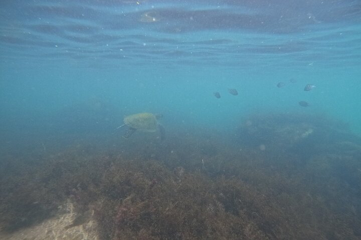 Begeleid snorkelen met foto's in Turtle Paradise