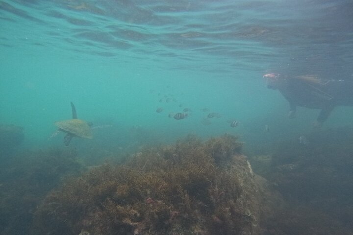 Begeleid snorkelen met foto's in Turtle Paradise
