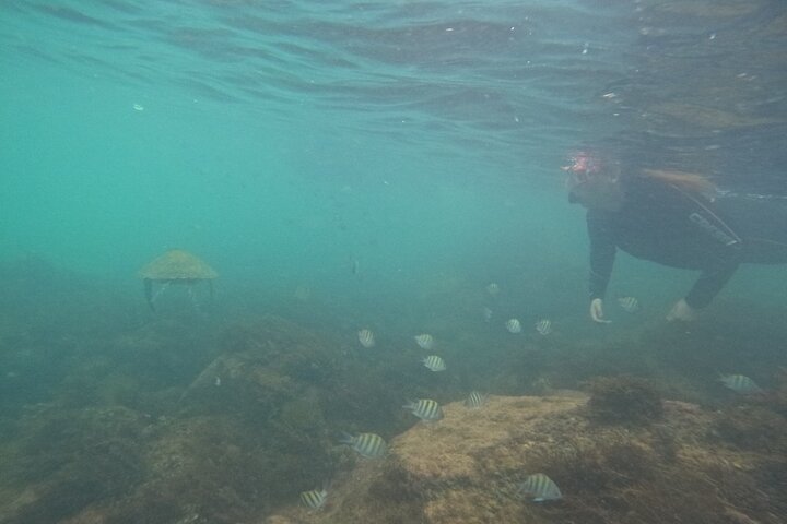 Begeleid snorkelen met foto's in Turtle Paradise