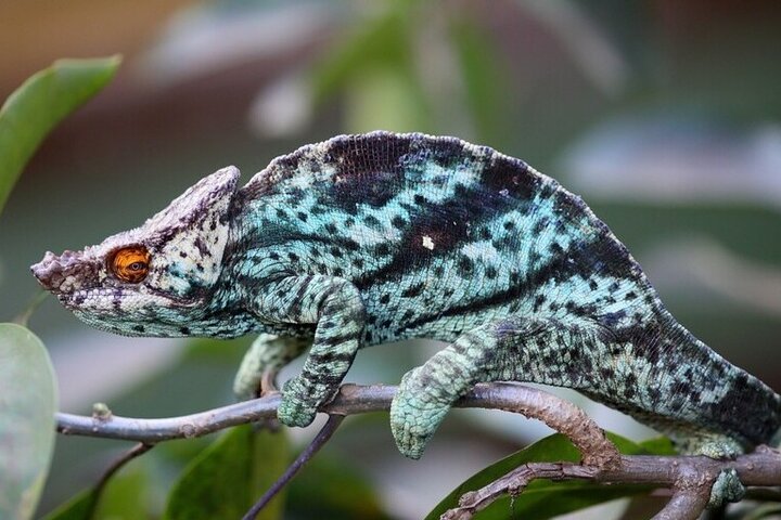 Madagascar Day Tour Lemurs Park and Croc Farm from Antananarivo