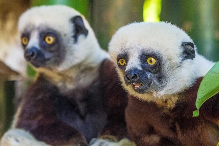 Madagascar Day Tour Lemurs Park and Croc Farm from Antananarivo