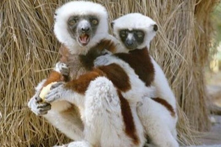 Madagascar Day Tour Lemurs Park and Croc Farm from Antananarivo