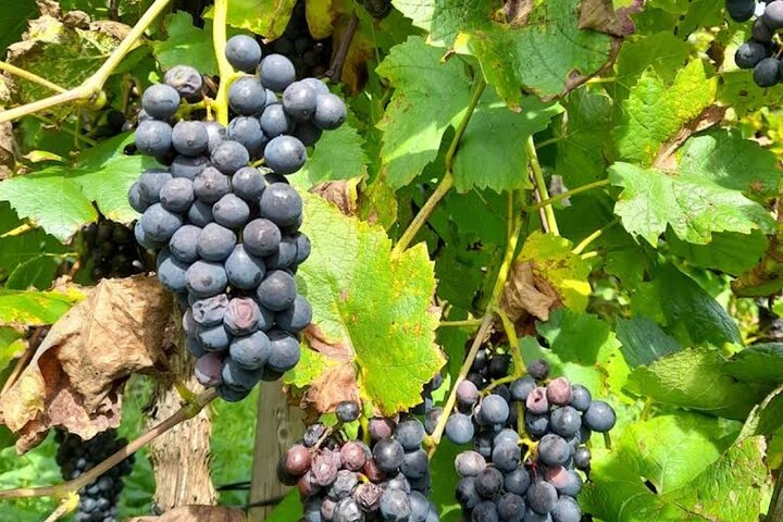 Luxembourg: Moselle Wine Tasting & Castle Private Day Tour