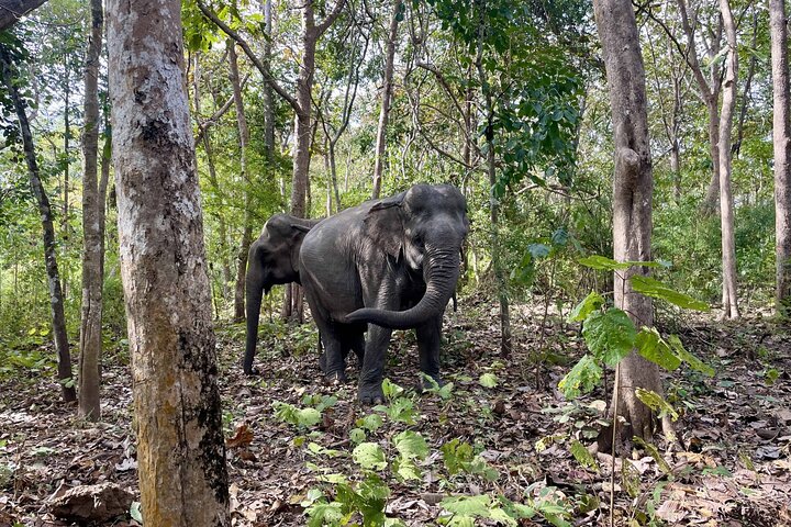 Santuario dell'Elefante di Yok Don e Villaggio del Don