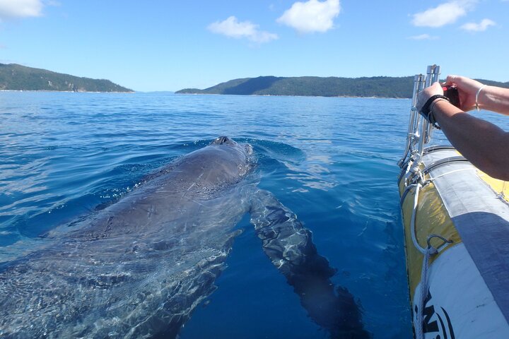 Tour di navigazione, SUP e snorkeling nelle Isole Whitsunday - Bassa affluenza