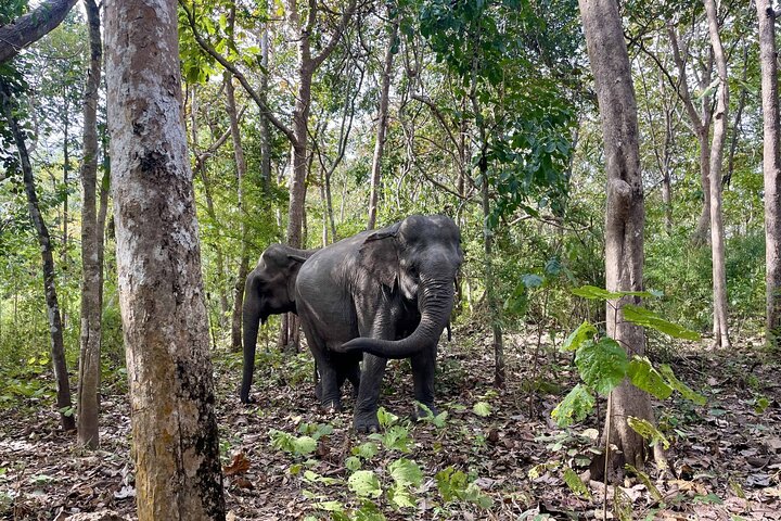 Santuario dell'Elefante di Yok Don e Villaggio del Don