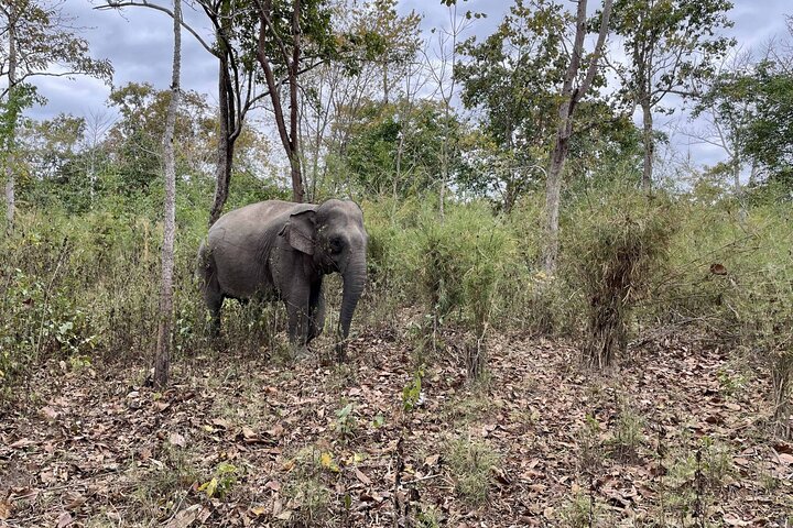 Santuario dell'Elefante di Yok Don e Villaggio del Don