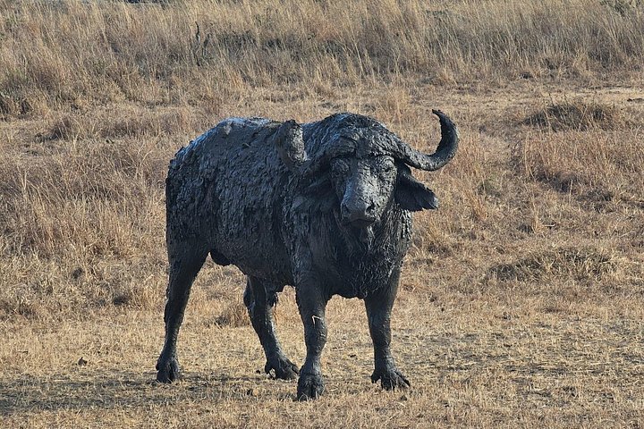 Safari 3 dager fra Zanzibar til Mikumi nasjonalpark med ferge