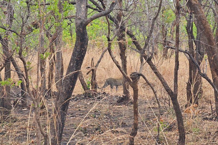 Safari 3 dager fra Zanzibar til Mikumi nasjonalpark med ferge