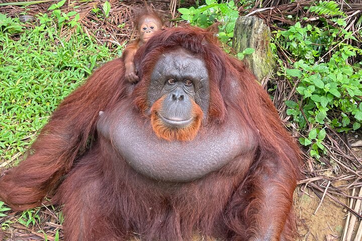 Tour privado por la ciudad de Bukit Merah Orang Utan y Penang