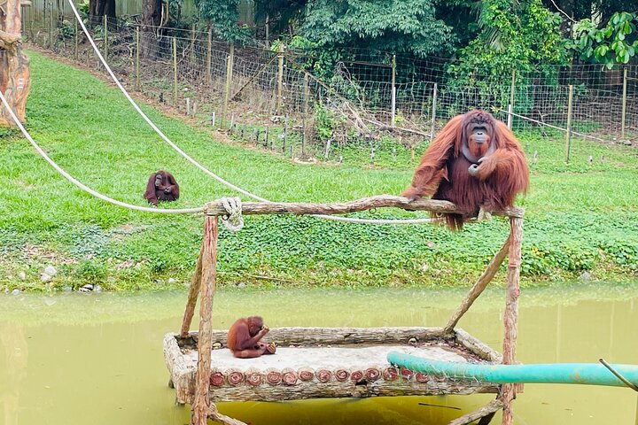 Tour privado por la ciudad de Bukit Merah Orang Utan y Penang