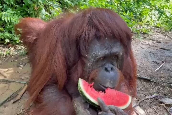 Tour privado por la ciudad de Bukit Merah Orang Utan y Penang