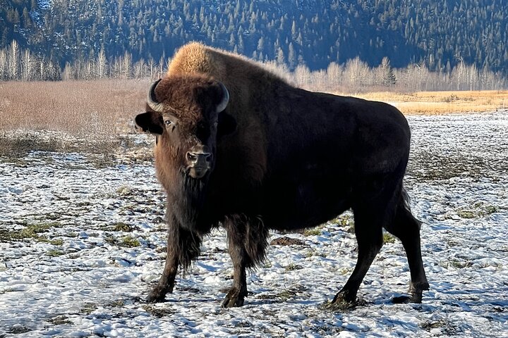 Traslado en crucero de Whittier a Anchorage con vida silvestre y tranvía