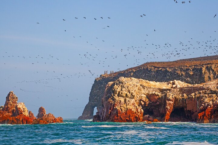 Ballestas Islands Wildlife : Excursion privée à terre depuis le port de Pisco