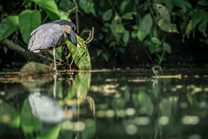 Tortuguero-Tour auf den Kanälen im Kanu mit Elektromotor