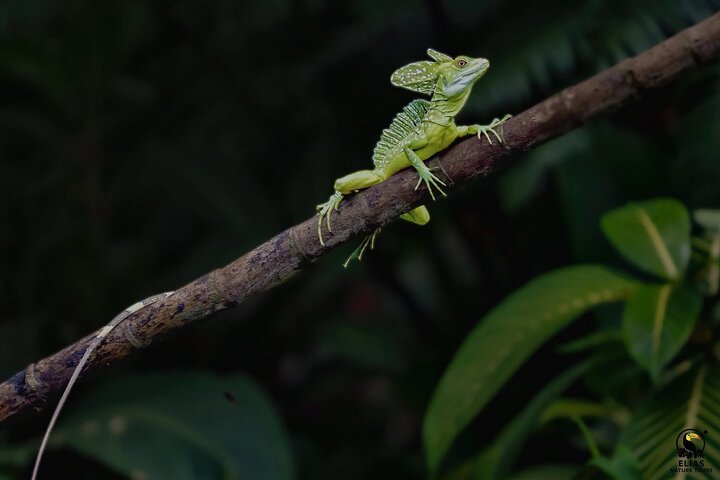 Tortuguero-Tour auf den Kanälen im Kanu mit Elektromotor