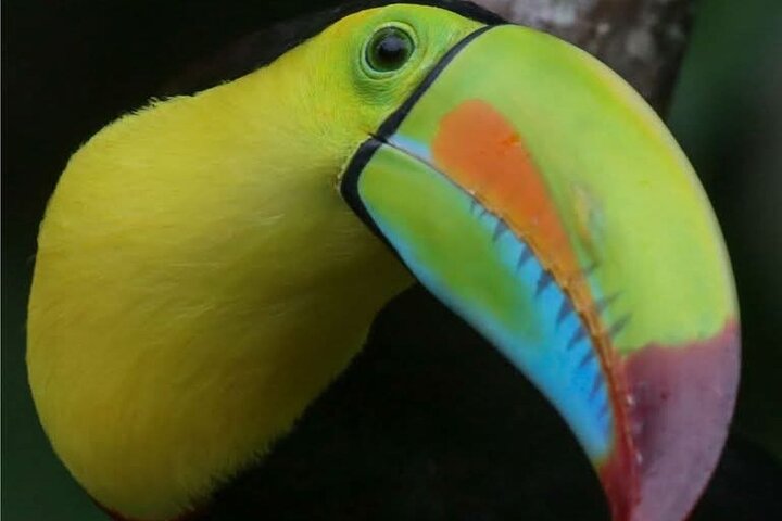 Tortuguero-Tour auf den Kanälen im Kanu mit Elektromotor